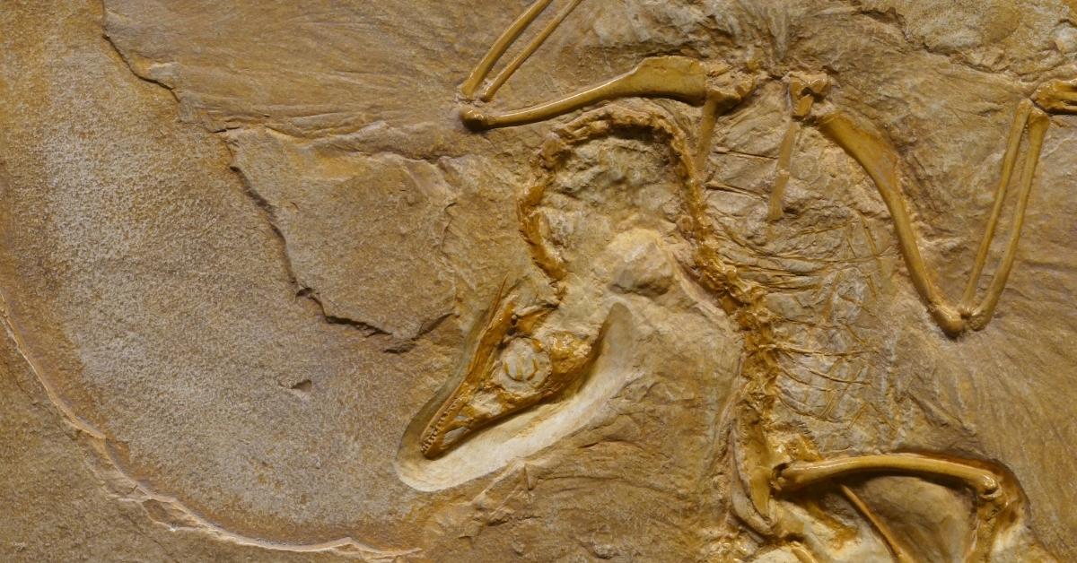 5 Animais Que Vieram Depois Dos Dinossauros Veja A Lista Completa