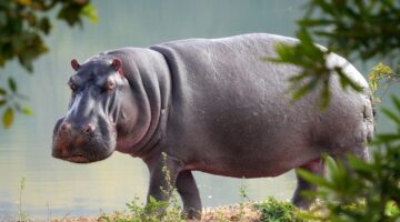 Ataque de hipopótamo: menino é morto no Quênia