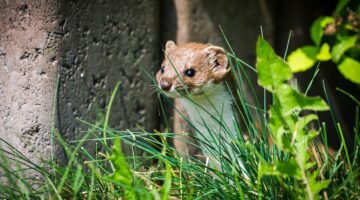 Dinamarca matará milhões de animais para conter coronavírus