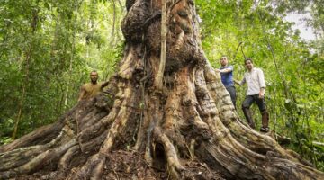 Botânico descobre maior pau-brasil do país no sul da Bahia