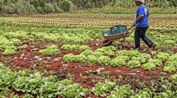 Garantia-Safra 2021/2022: agricultores familiares já podem aderir ao programa