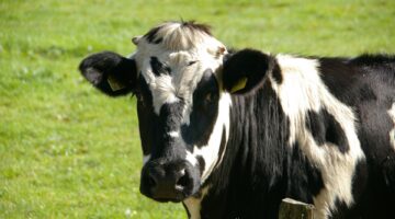 Mal da vaca louca: Ministério da Agricultura confirma casos em dois estados