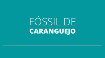 Fóssil de caranguejo, que viveu na época dos dinossauros, é encontrado por pesquisadores