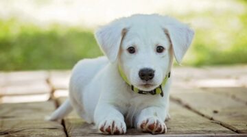 “Linguagem” canina? Aprenda interpretar sinais dados pelos cachorros