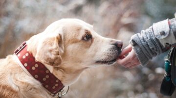 “Linguagem” canina: saiba interpretar sinais dados pelos cachorros