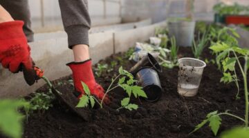 Como fazer uma mini horta em casa? Veja 7 dicas
