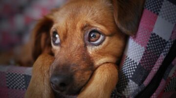 Medo dos cachorros: 5 coisas que mexem com o emocional do seu pet