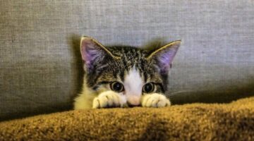 7 sinais que podem indicar que seu gato está doente