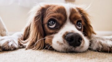 O que é a gripe canina? Entenda sintomas e formas de prevenção