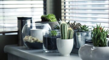 Plantas para apartamento: 5 tipos diferentes para cultivar