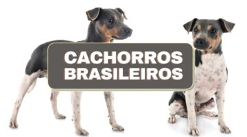 Confira 7 raças brasileiras de cachorros