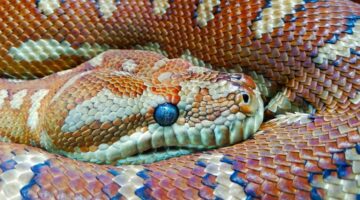 7 fatos curiosos sobre cobras que talvez você desconheça