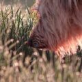 10 cheiros que cachorros geralmente não gostam muito