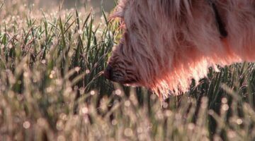 10 cheiros que cachorros geralmente não gostam muito