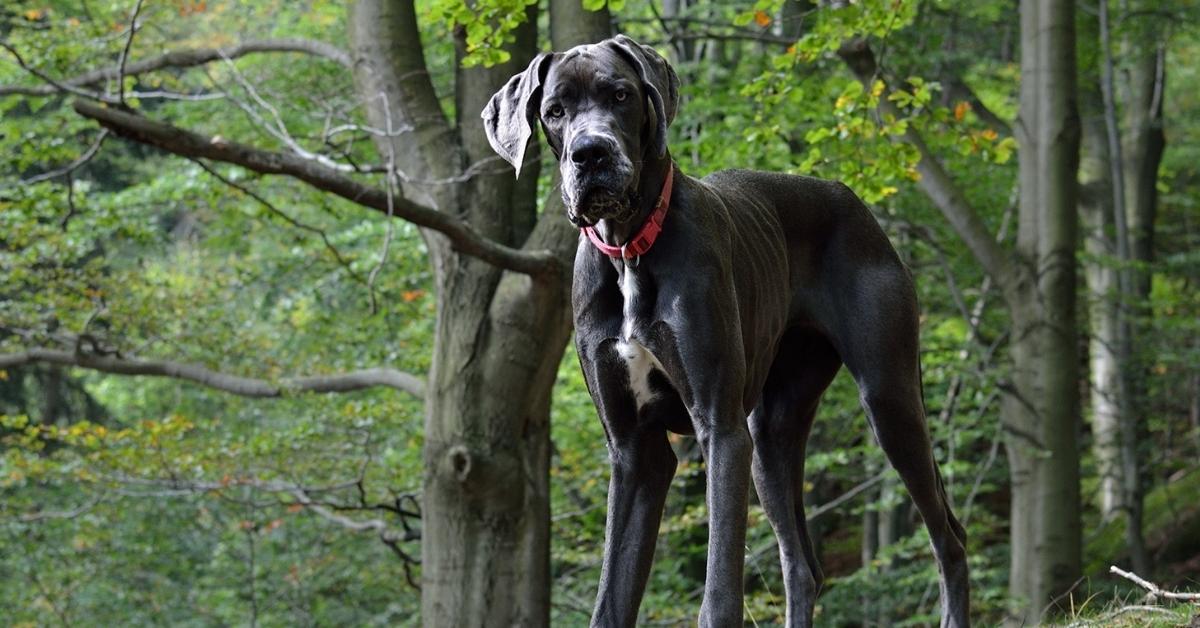 conheça as maiores raças de cachorro do mundo