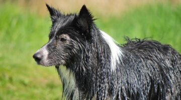 Duas novas raças de cachorros são reconhecidas por organização; veja quais