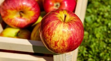 Como saber se a maçã está crocante e realmente boa para consumo?