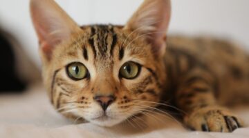 Confira 7 raças de gatos mais comuns nos lares brasileiros