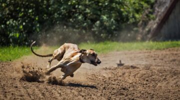 Quais são os cachorros mais velozes do mundo? Veja ranking com top 5