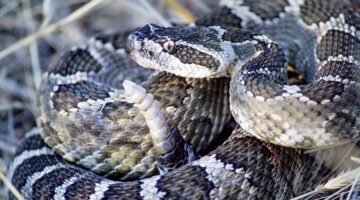 Estas são as cobras mais perigosas encontradas em nosso país