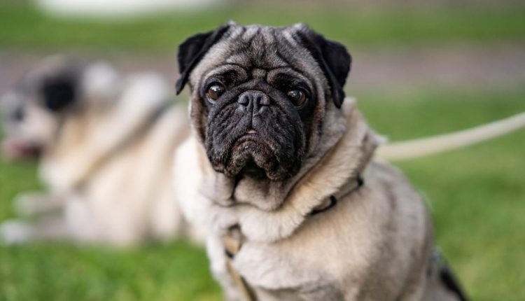 cachorros que se adaptam em apartamentos