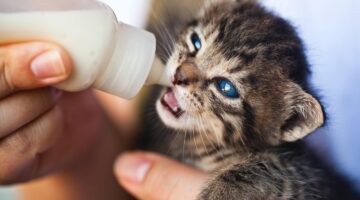 Afinal de contas, cachorros e gatos podem tomar leite? Entenda os riscos