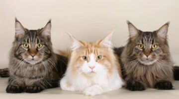 Gatos conseguem reconhecer nomes uns dos outros, diz pesquisa