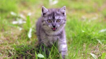 Gatos mais raros do mundo: confira lista com 7 raças não tão comuns