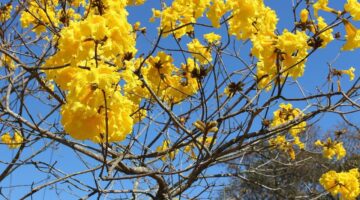 Confira 5 plantas típicas do Brasil para se cultivar em casa