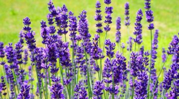 Perfumadas: confira 15 plantas que deixam o ambiente mais cheiroso