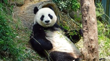 13 curiosidades sobre o fabuloso urso panda