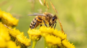 O que aconteceria com o mundo se as abelhas fossem extintas?