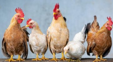 Algumas galinhas comem os próprios ovos; por que isso acontece?