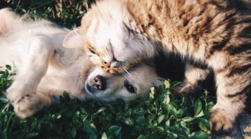 Suor dos pets: saiba por onde os cachorros e gatos transpiram
