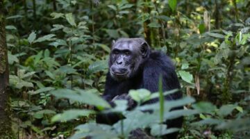 Chimpanzés podem criar suas próprias tendências de moda?