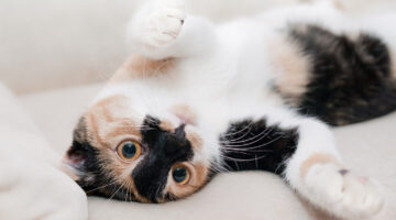Gatos mais carinhosos do mundo: veja lista completa com 5 raças