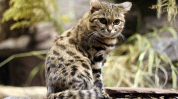 Conheça as características do gato selvagem mais perigoso do mundo