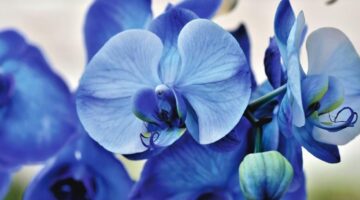 Não sabe como cuidar de orquídeas? Confira 5 dicas valiosas