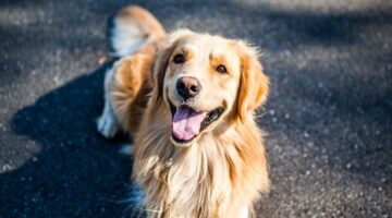Difícil não se apaixonar: 5 raças de cachorro mais dóceis do mundo