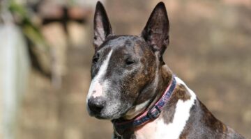 Bull Terrier: confira 5 curiosidades que você não sabia sobre a raça