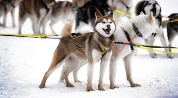 Husky Siberiano: confira 7 curiosidades incríveis sobre a raça