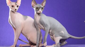 Gato sem pelo: confira 7 curiosidades sobre a raça Sphynx