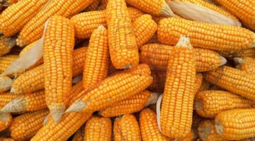 10 curiosidades que talvez você não saiba sobre o milho