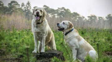 Aprontam demais: confira os 5 cachorros mais bagunceiros do mundo