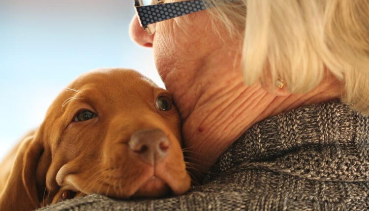 cachorros também podem ter demência