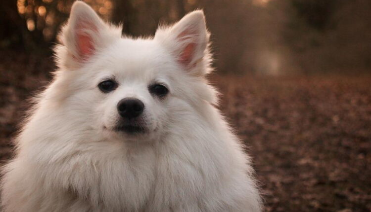 dicas de nomes para cachorros