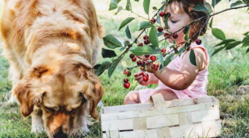 7 frutas que todo cachorro pode comer – mas com moderação sempre
