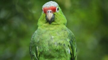 Como os papagaios conseguem “falar” igual os seres humanos?