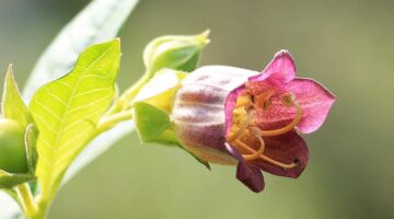 Confira as 7 plantas mais venenosas do mundo