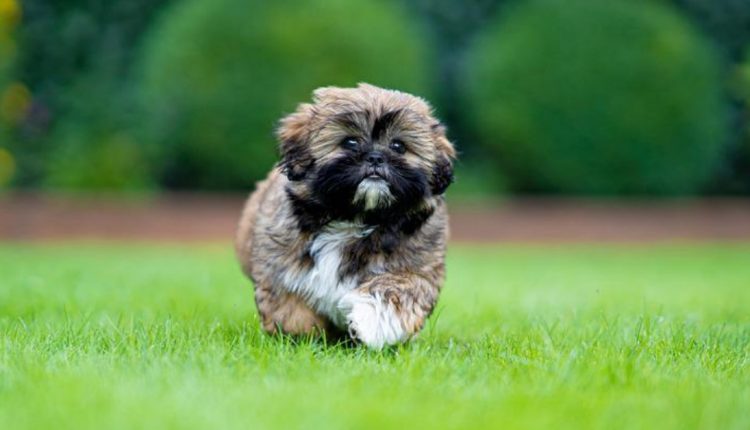 raças de cachorros de pequeno porte